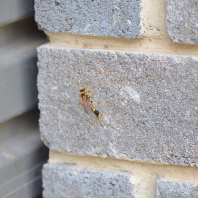 Sceliphron laetum (Common mud dauber wasp) at Wamboin, NSW - 3 Jan 2020 by natureguy