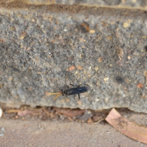 Fabriogenia sp. (genus) at Wamboin, NSW - 3 Jan 2020