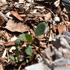 Unverified Plant at Weston, ACT - 21 Jan 2020 by AliceH