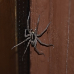 Lycosidae (family) (Wolf spider) at Wamboin, NSW - 4 Jan 2020 by natureguy