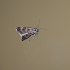 Agrotis munda at Wamboin, NSW - 4 Jan 2020