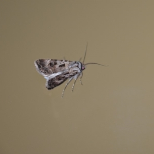 Agrotis munda at Wamboin, NSW - 4 Jan 2020 02:38 AM