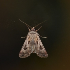 Agrotis munda at Wamboin, NSW - 4 Jan 2020