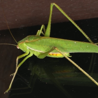 Caedicia simplex (Common Garden Katydid) at Lilli Pilli, NSW - 16 Jan 2020 by jbromilow50