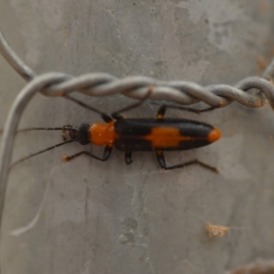 Copidita sloanei (A false blister beetle) at Wamboin, NSW - 4 Jan 2020 by natureguy