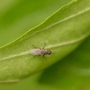 Muscidae (family) at Wamboin, NSW - 4 Jan 2020