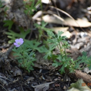 Geranium solanderi at Weston, ACT - 22 Jan 2020