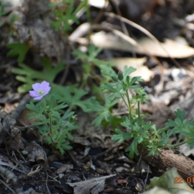 Geranium solanderi (Native Geranium) at Weston, ACT - 21 Jan 2020 by AliceH