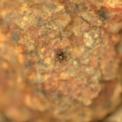 Salticidae (family) (Unidentified Jumping spider) at Wamboin, NSW - 4 Jan 2020 by natureguy