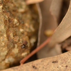 Salticidae (family) at QPRC LGA - 4 Jan 2020 02:37 PM