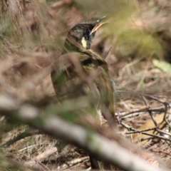 Meliphaga lewinii (Lewin's Honeyeater) at Moruya, NSW - 21 Jan 2020 by LisaH