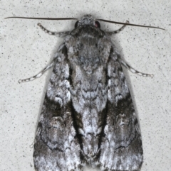 Craniophora nodyna (An Acronictin Moth) at Lilli Pilli, NSW - 16 Jan 2020 by jbromilow50