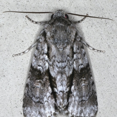 Craniophora nodyna (An Acronictin Moth) at Lilli Pilli, NSW - 16 Jan 2020 by jbromilow50