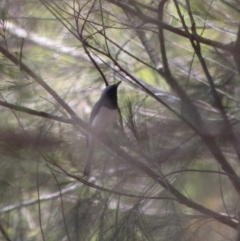 Myiagra rubecula (Leaden Flycatcher) at Moruya, NSW - 21 Jan 2020 by LisaH