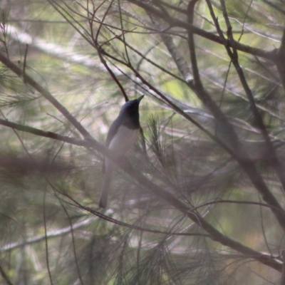 Myiagra rubecula (Leaden Flycatcher) at Moruya, NSW - 21 Jan 2020 by LisaH