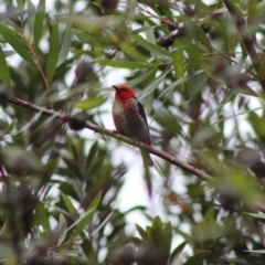 Myzomela sanguinolenta (Scarlet Honeyeater) at Moruya, NSW - 20 Jan 2020 by LisaH