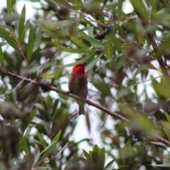 Myzomela sanguinolenta at Moruya, NSW - suppressed