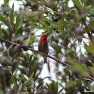 Myzomela sanguinolenta at Moruya, NSW - suppressed
