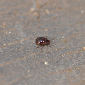 Rhyparida sp. (genus) at Wamboin, NSW - 7 Jan 2020 12:10 PM