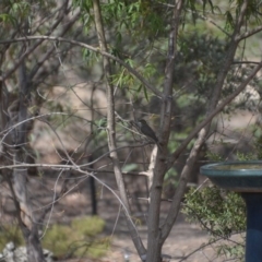 Caligavis chrysops (Yellow-faced Honeyeater) at Wamboin, NSW - 9 Jan 2020 by natureguy