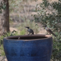 Philemon corniculatus (Noisy Friarbird) at Wamboin, NSW - 9 Jan 2020 by natureguy