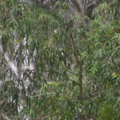 Melithreptus lunatus (White-naped Honeyeater) at Wamboin, NSW - 9 Jan 2020 by natureguy
