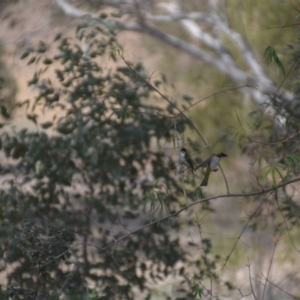 Melithreptus lunatus at Wamboin, NSW - 9 Jan 2020