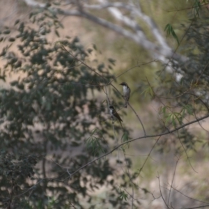 Melithreptus lunatus at Wamboin, NSW - 9 Jan 2020