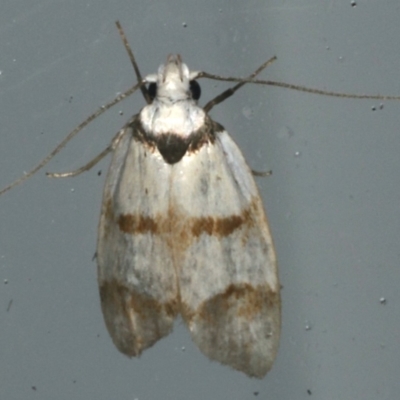 Chezala brachypepla (A Concealer moth) at Lilli Pilli, NSW - 16 Jan 2020 by jbromilow50