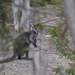 Wallabia bicolor (Swamp Wallaby) at Wamboin, NSW - 9 Jan 2020 by natureguy