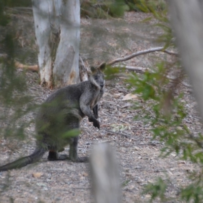 Wallabia bicolor (Swamp Wallaby) at Wamboin, NSW - 9 Jan 2020 by natureguy