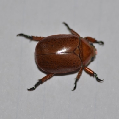 Anoplognathus porosus (Porosus Christmas beetle) at Wamboin, NSW - 11 Jan 2020 by natureguy