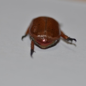 Anoplognathus porosus at Wamboin, NSW - 11 Jan 2020