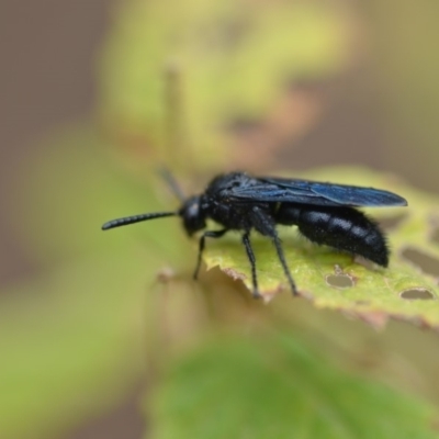 Austroscolia soror (Blue Flower Wasp) at Wamboin, NSW - 11 Jan 2020 by natureguy