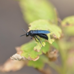 Austroscolia soror at Wamboin, NSW - 11 Jan 2020