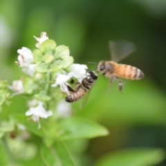 Apis mellifera (European honey bee) at Wamboin, NSW - 11 Jan 2020 by natureguy