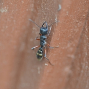 Myrmecia fulvipes at Wamboin, NSW - 11 Jan 2020