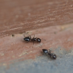 Crematogaster sp. (genus) (Acrobat ant, Cocktail ant) at Wamboin, NSW - 11 Jan 2020 by natureguy