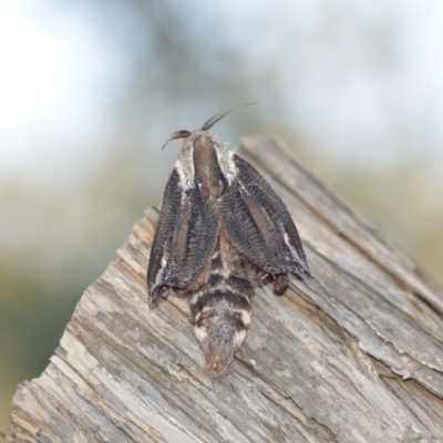 Endoxyla encalypti (Wattle Goat Moth) at Wamboin, NSW - 12 Jan 2020 by natureguy