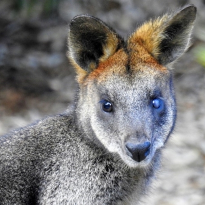 Wallabia bicolor (Swamp Wallaby) at ANBG - 30 Aug 2019 by HelenCross
