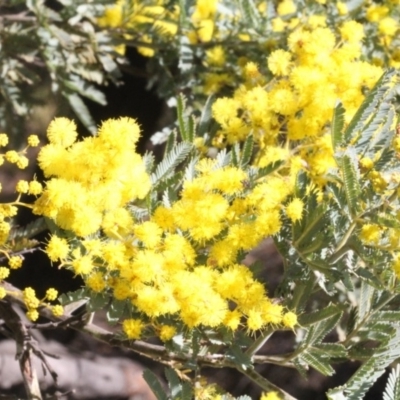 Acacia dealbata (Silver Wattle) at Coree, ACT - 21 Aug 2019 by PeteWoodall