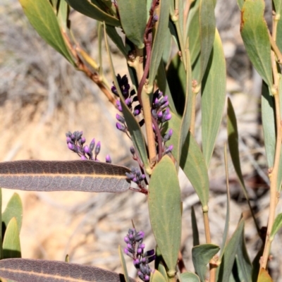 Hardenbergia violacea (False Sarsaparilla) at Cotter River, ACT - 22 Aug 2019 by PeteWoodall