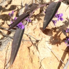 Hardenbergia violacea at Cotter River, ACT - 22 Aug 2019 10:38 AM