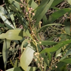 Acacia melanoxylon (Blackwood) at Cotter River, ACT - 22 Aug 2019 by PeteWoodall