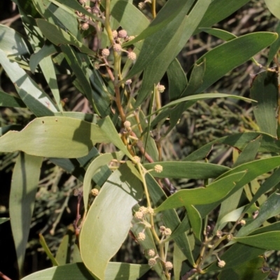 Acacia melanoxylon (Blackwood) at Lower Cotter Catchment - 22 Aug 2019 by PeteWoodall