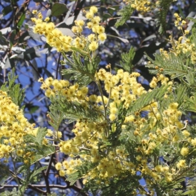 Acacia dealbata subsp. subalpina (Monaro Silver-wattle) at Cotter River, ACT - 22 Aug 2019 by PeteWoodall