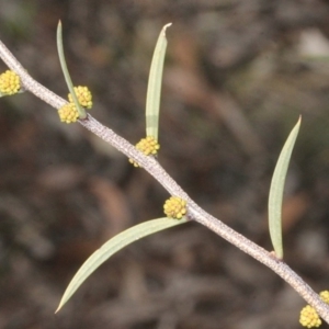 Acacia siculiformis at Cotter River, ACT - 22 Aug 2019