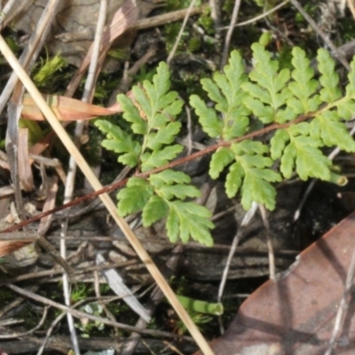 Cheilanthes sp. (Rock Fern) at Cotter River, ACT - 22 Aug 2019 by PeteWoodall