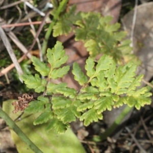 Cheilanthes sp. at Cotter River, ACT - 22 Aug 2019 10:48 AM