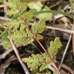 Cheilanthes sp. at Cotter River, ACT - 22 Aug 2019 10:48 AM